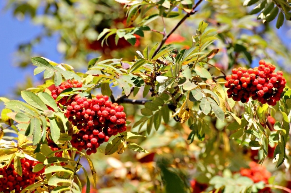    До +21 градуса ожидается в Псковской области 7 сентября