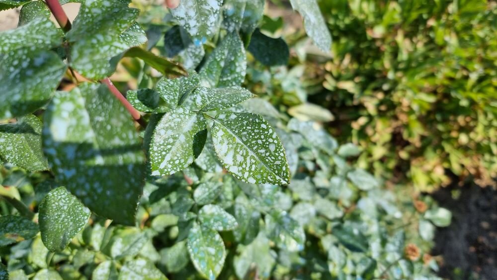 листья роз после опрыскивания бордосской жидкостью