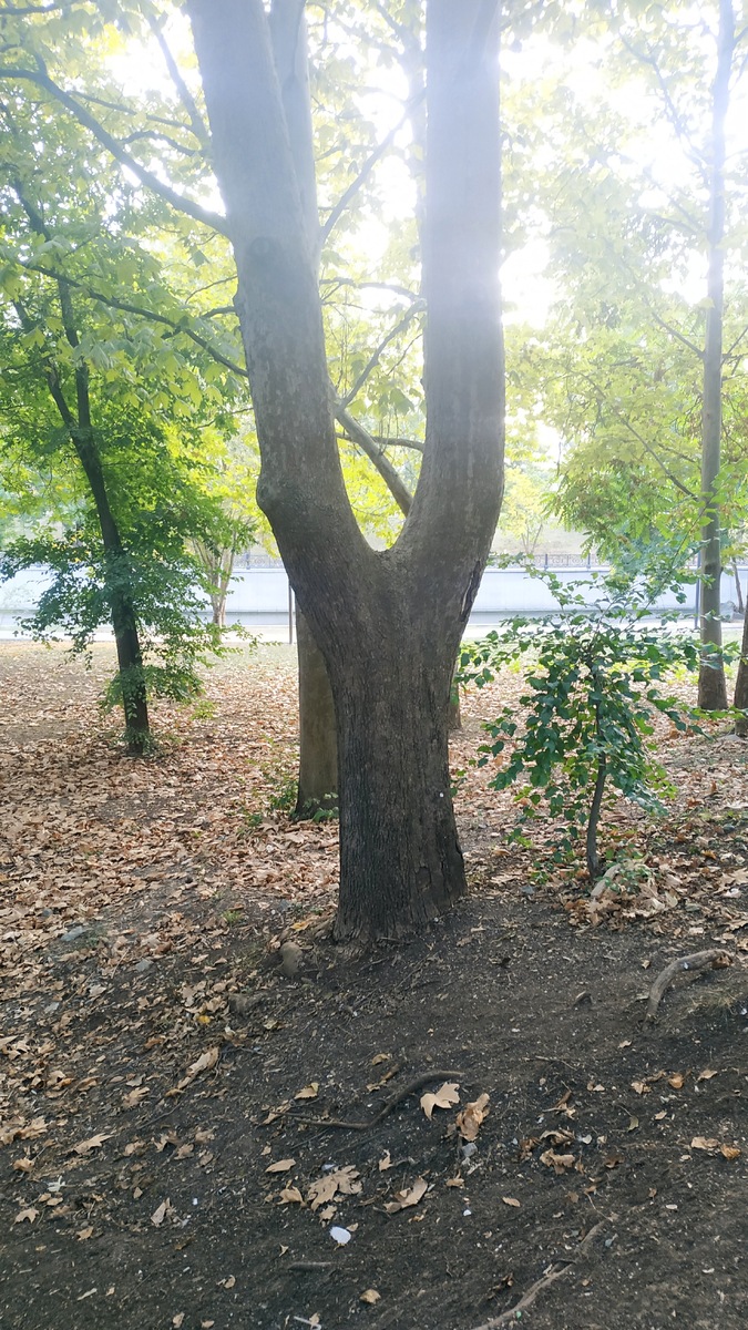 В парке