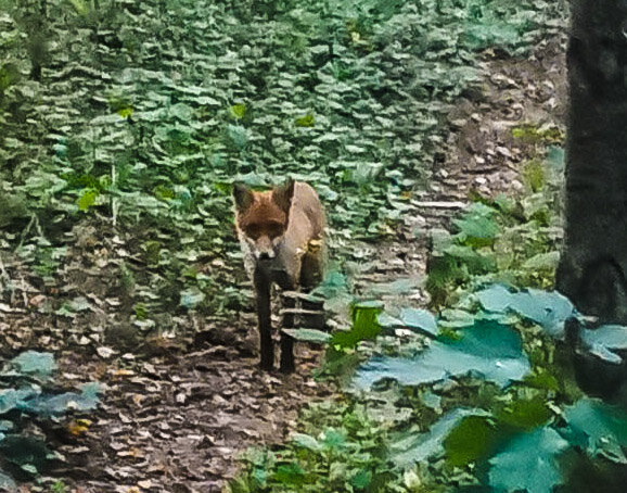 Лиса на Юго-Западе Москвы 