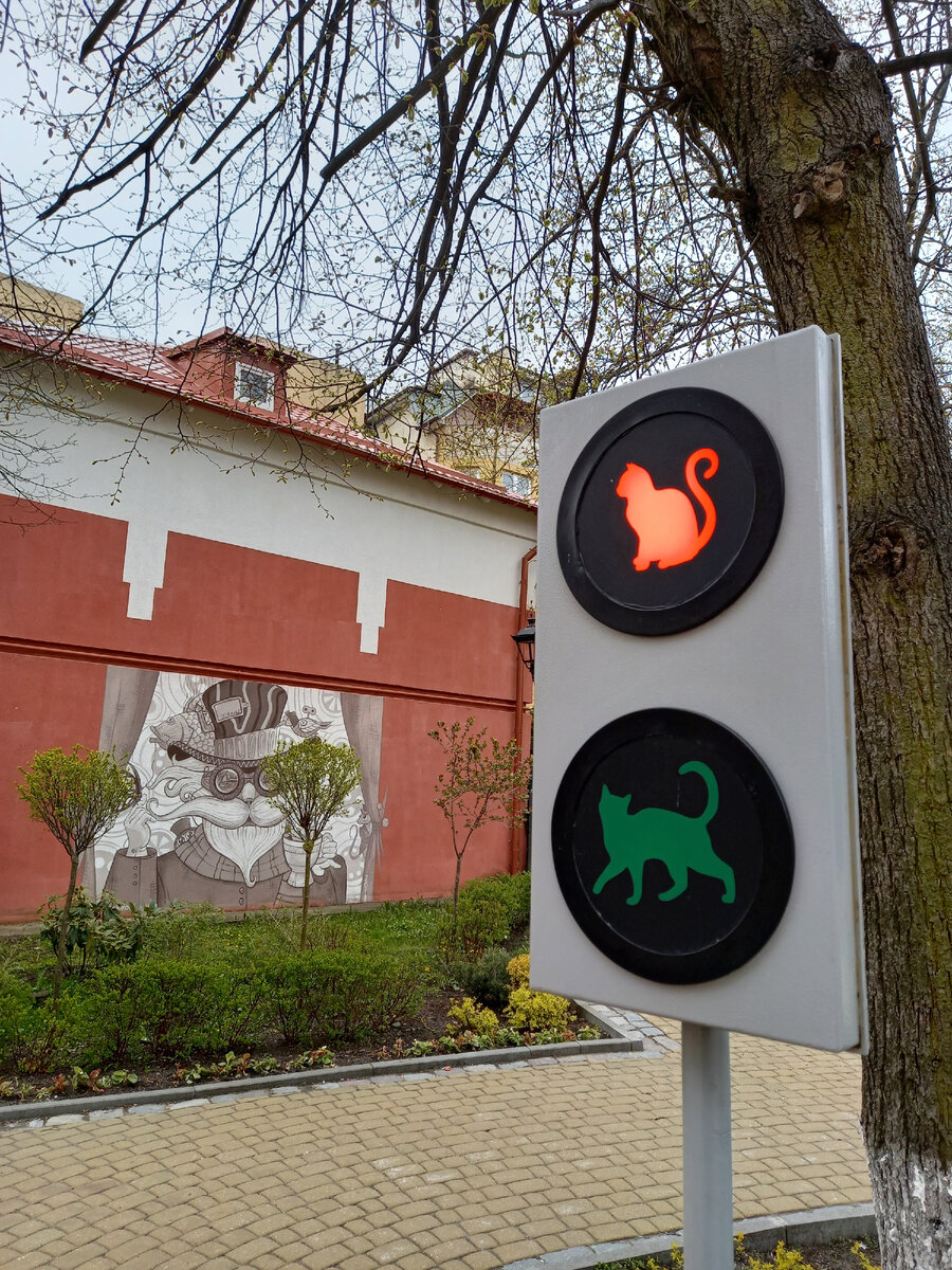 кошачий светофор в Зеленоградске