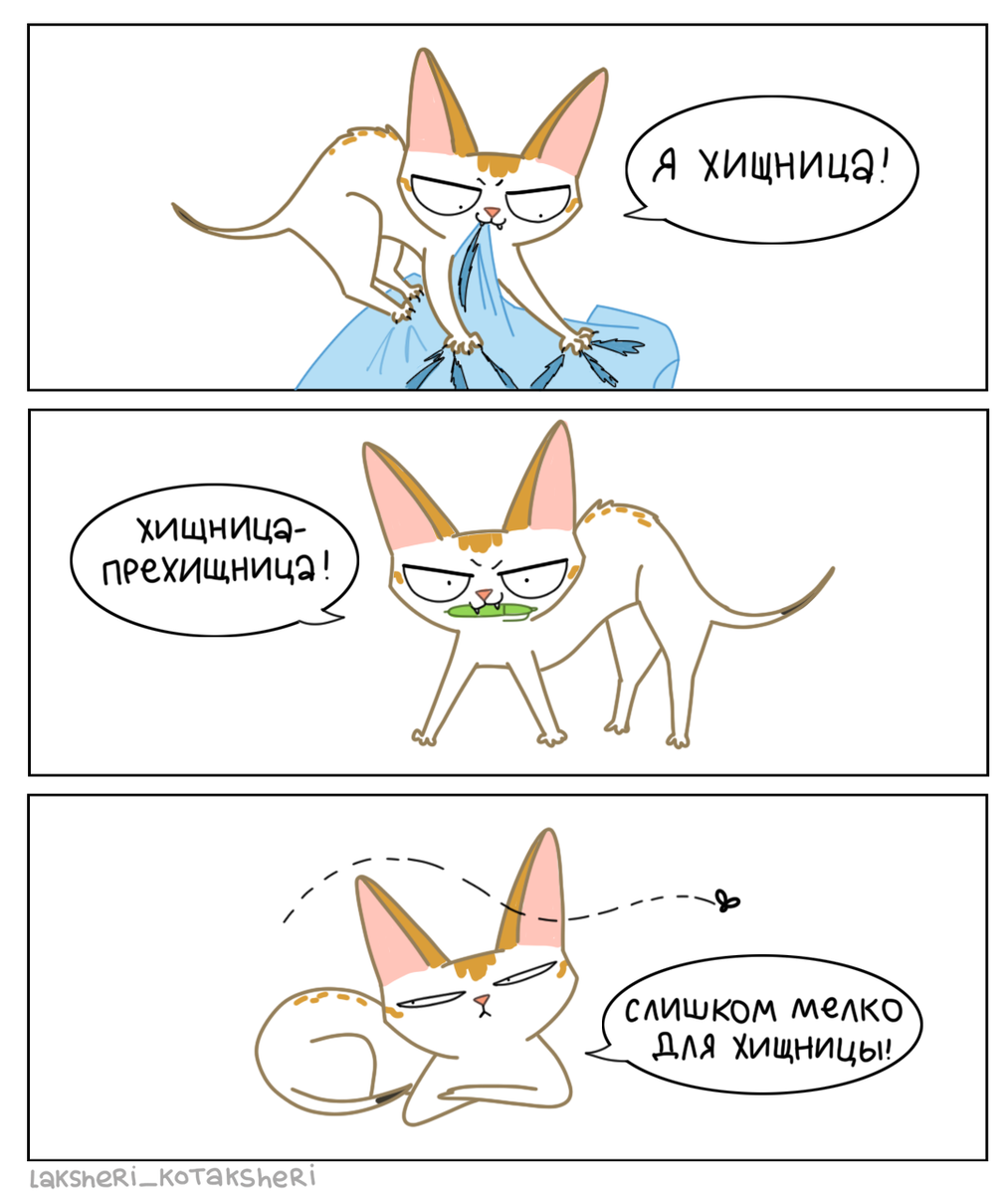 С котятки взятки гладки | Лакшери-Котакшери | Дзен