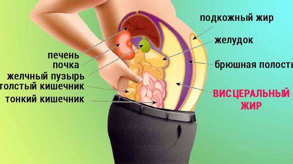 4 главные опасности висцерального жира! Как висцеральный жир влияет на  здоровье? | Диетолог Николай Тихенко | Дзен