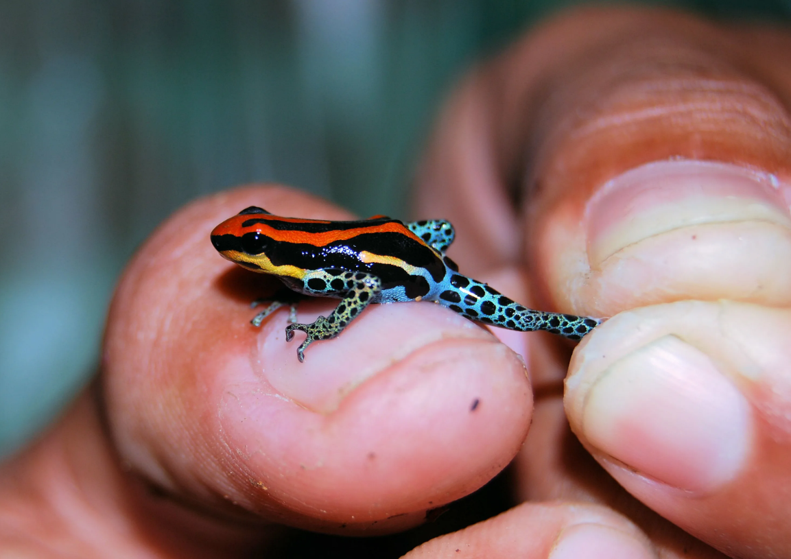 Яркая окраска предупреждает потенциальных хищников о том, что трогать и уж тем более есть амфибию не стоит. 
