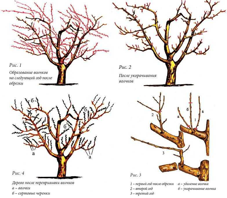 Обрезка садовых деревьев весной. Правильно обрезать яблоню осенью схема подрезки. Подрезка яблонь весной схема.