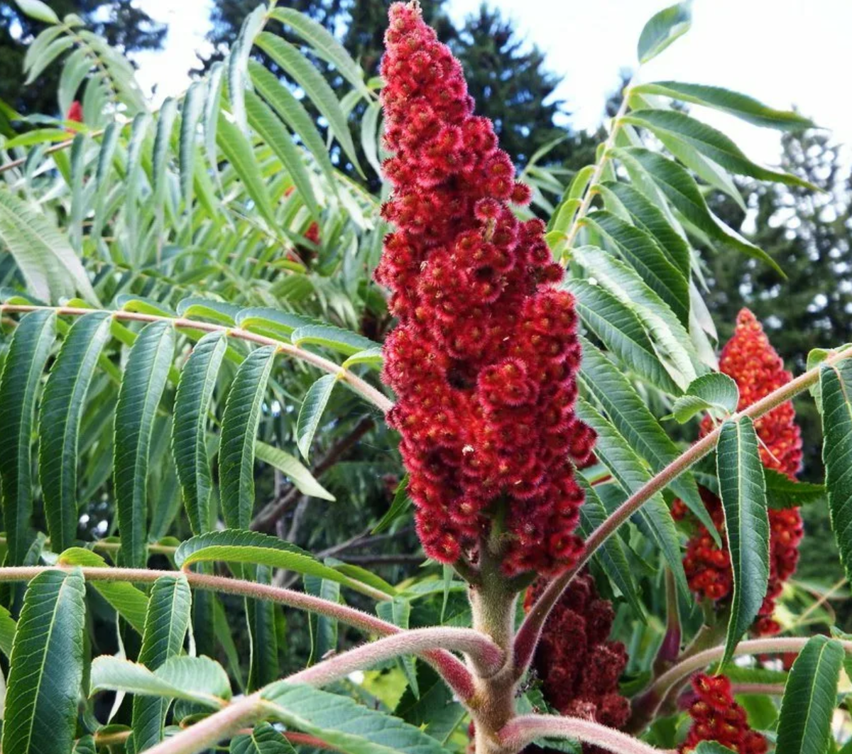 Сумах стоимость. Сумах дубильный (Rhus coriaria. Сумах оленерогий. Сумах уксусное дерево. Растение Сумах оленерогий.