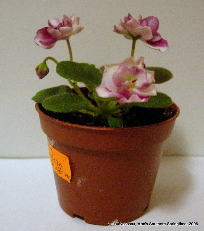 Первое цветение детки сорта  'Mac's Southern Springtime' (G.McDonald), 2006 год