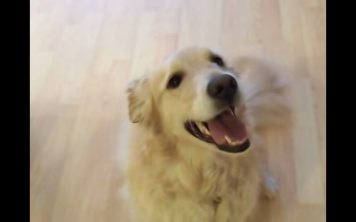 Кадр видео  youtube.com/dogtales4u