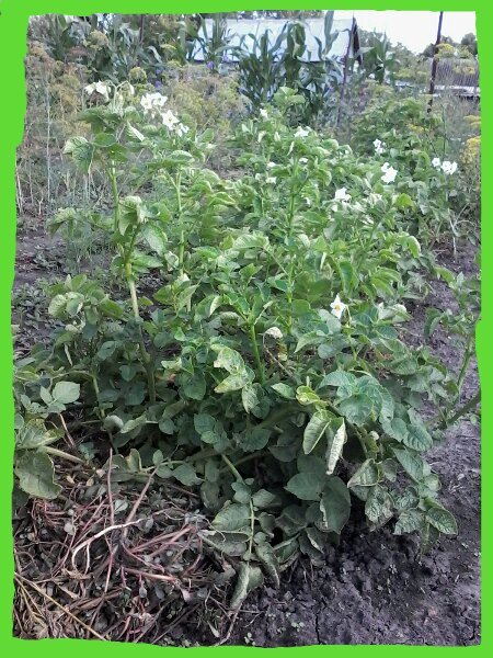 Через 2 месяца после посадки.