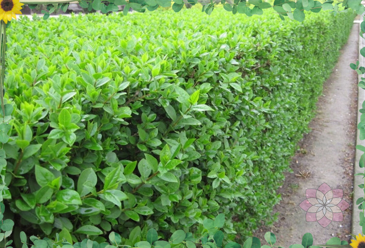 Бирючина обыкновенная (Ligustrum vulgare)