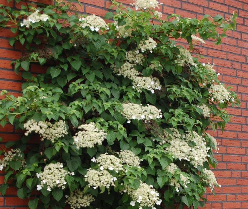 Гортензия черешковая отлично цепляется за кирпичные стены
