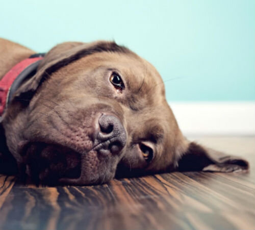 Симптомы рака печени у собак