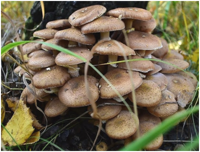 Опята - дружные ребята.