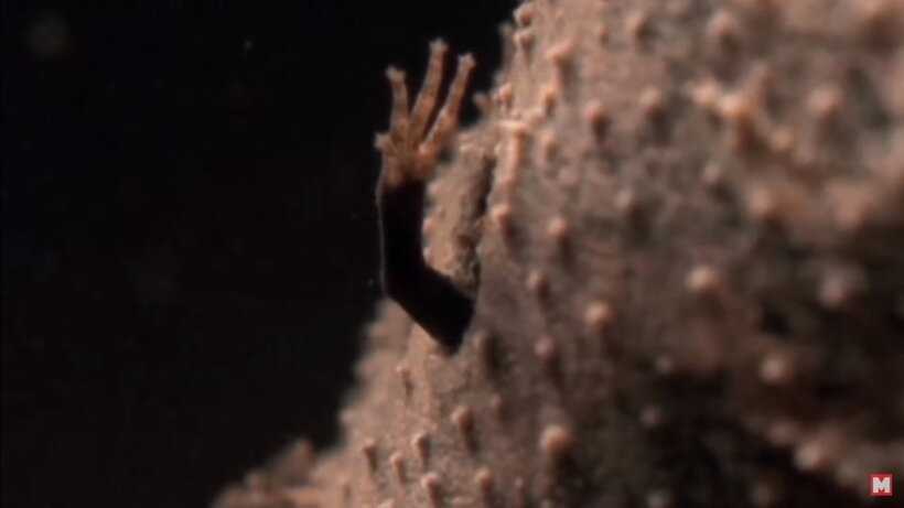 суринамская пипа