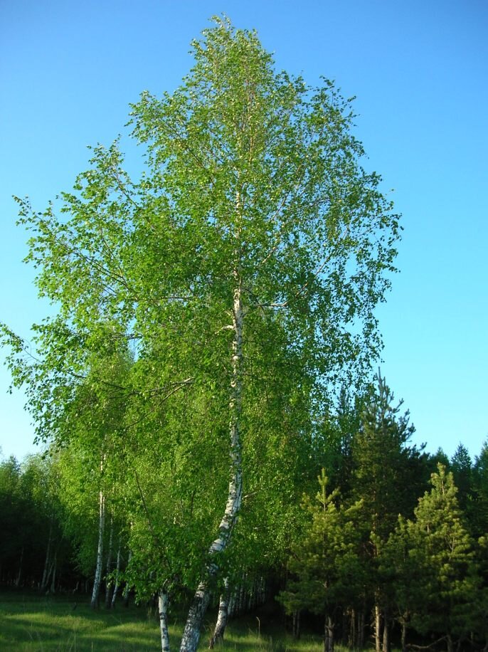 Березовые — Betulaceae