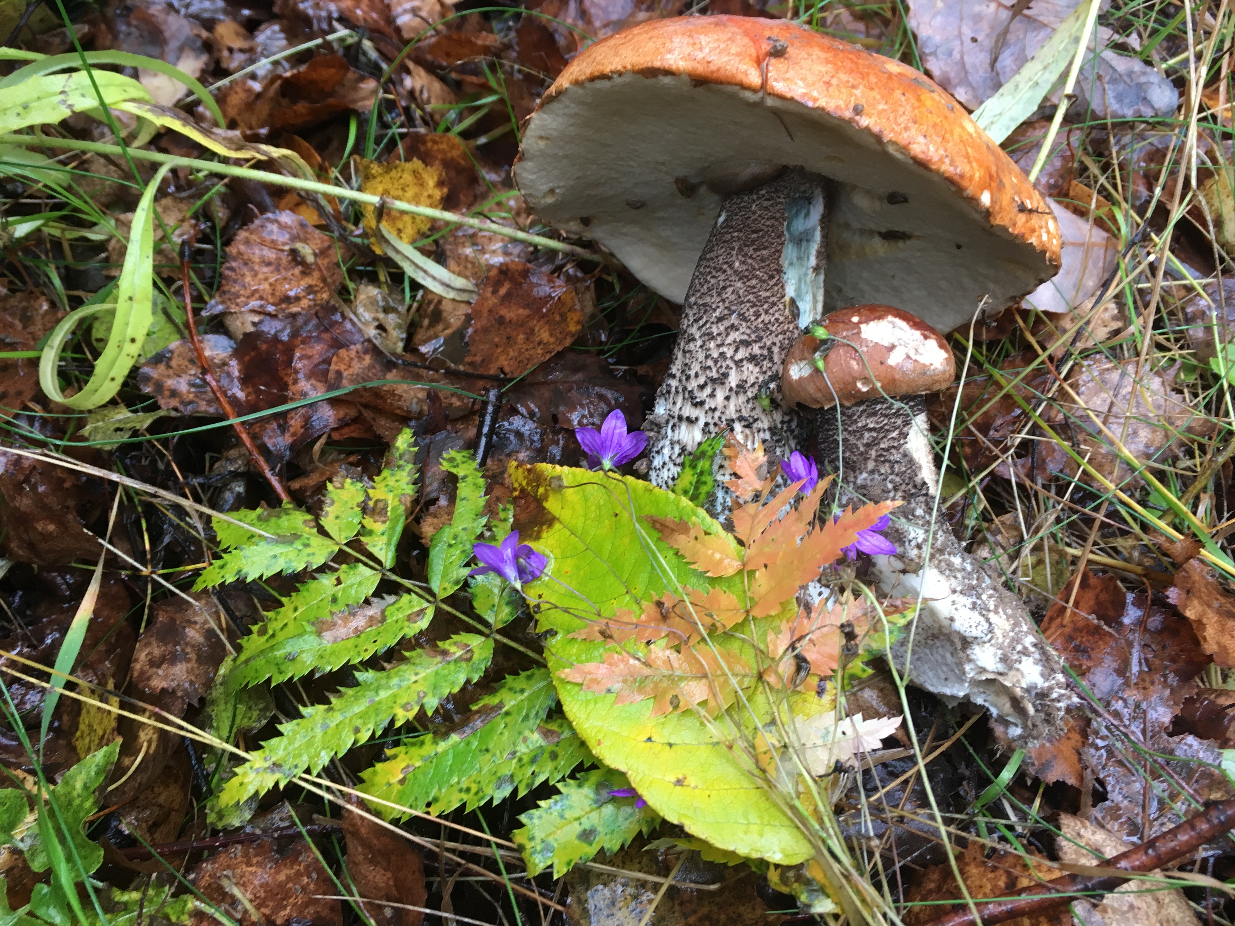 Как красиво в осеннем лесу смотрятся последние грибы...