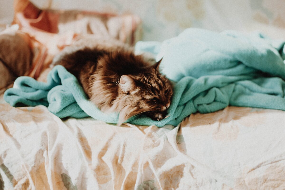 https://unsplash.com/photos/ZuL8zFse-KY