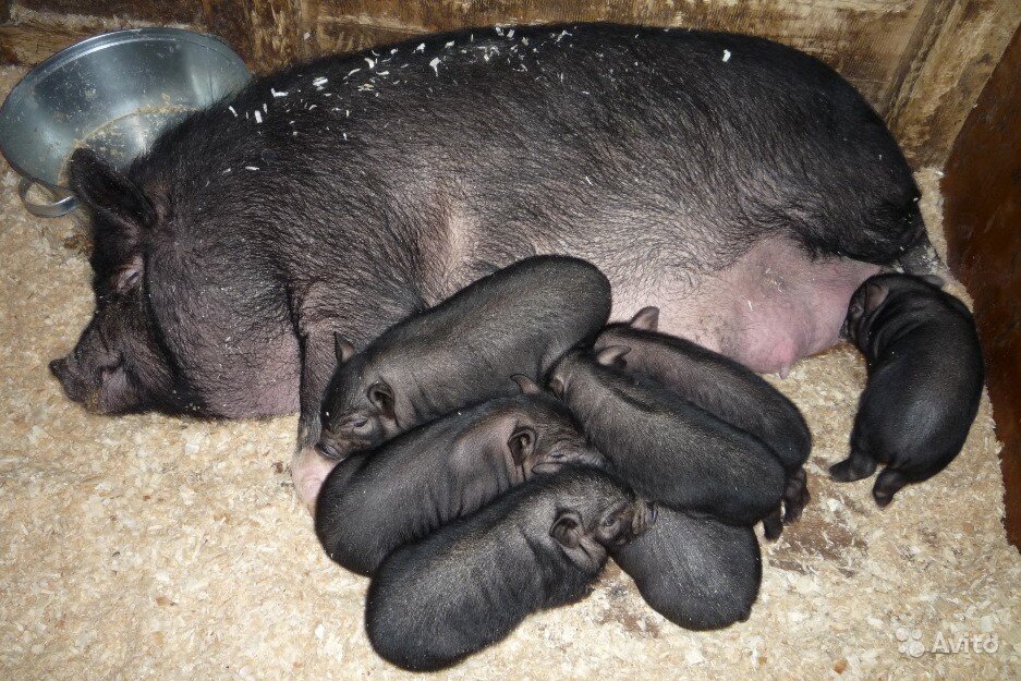 Свиноматка с приплодом)