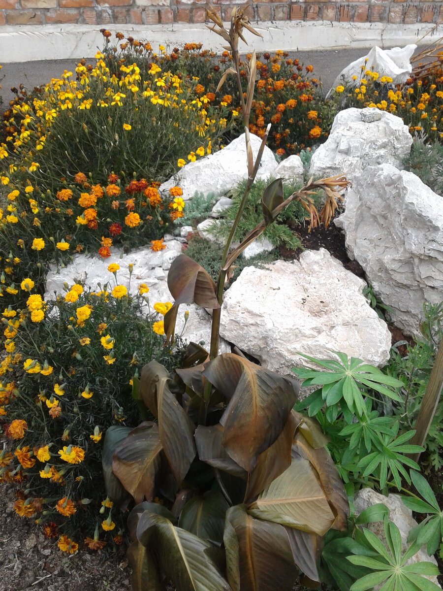 Ей бы ещё цвести да цвести, но заморозки коварны 