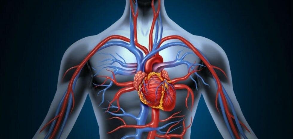 Система кровообращения