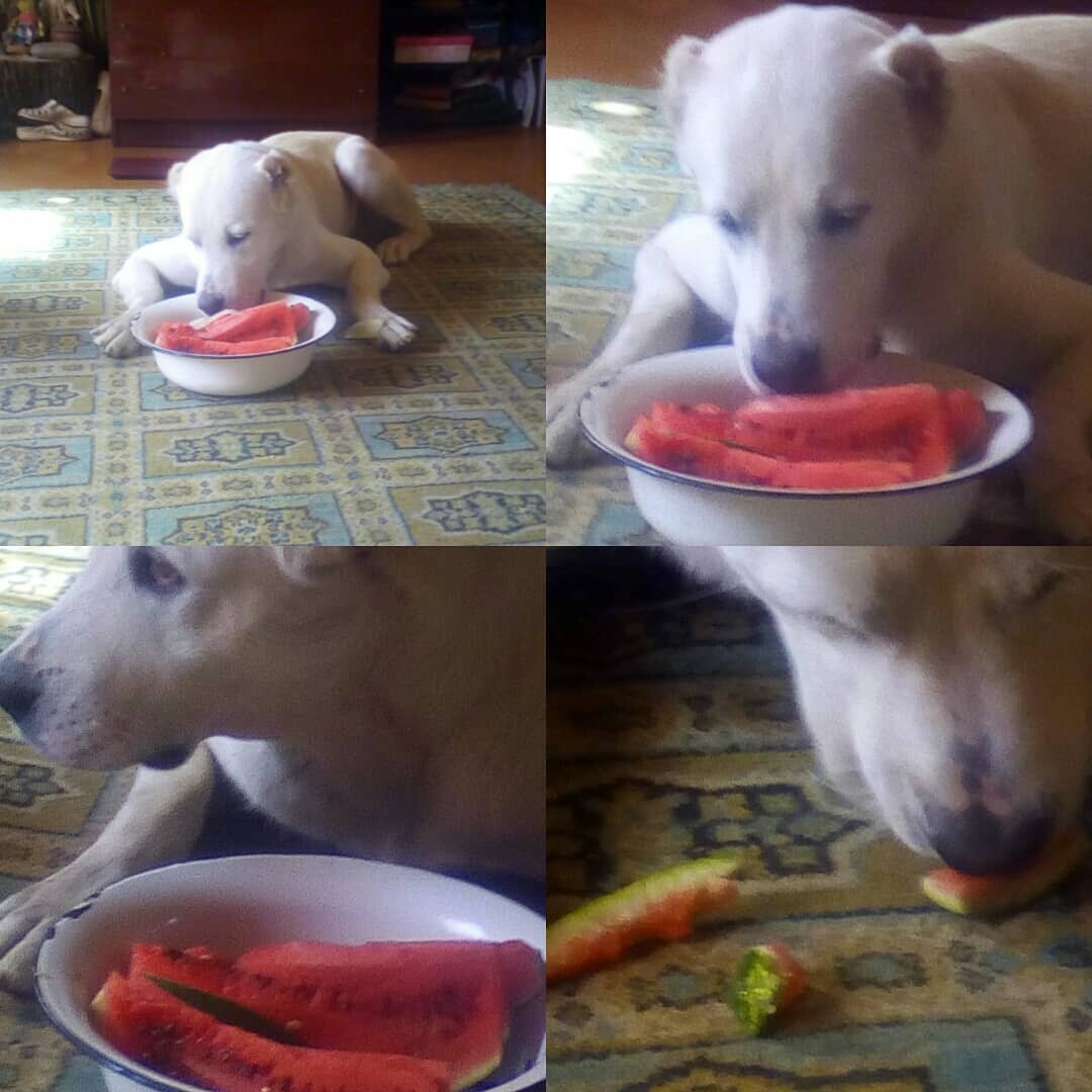 Наш алабай Карданчик, с детства просто обожал арбузы!