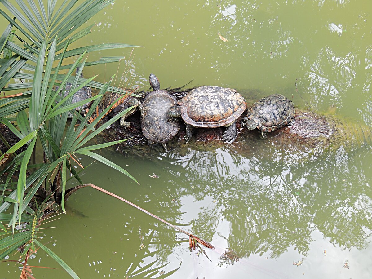 Минут пять ждал пока они начнут шевелиться ...)