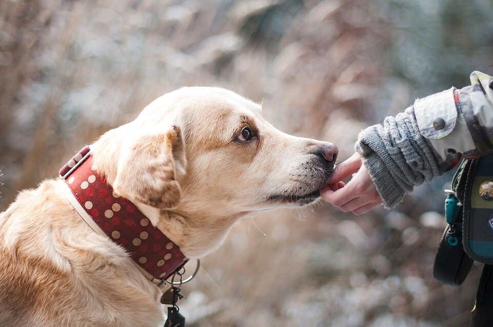 https://pixabay.com/photos/dog-friendship-nature-trust-1861839/