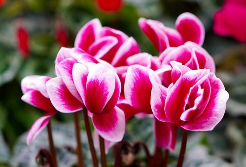 https://pixabay.com/ru/photos/alpenveilen-%D1%86%D0%B2%D0%B5%D1%82%D0%BE%D0%BA-%D1%86%D0%B2%D0%B5%D1%81%D1%82%D0%B8-%D0%BF%D1%80%D0%B8%D1%80%D0%BE%D0%B4%D1%8B-4508828/