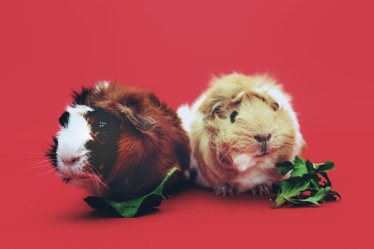 https://www.pexels.com/photo/two-brown-and-beige-guinea-pigs-1093126/