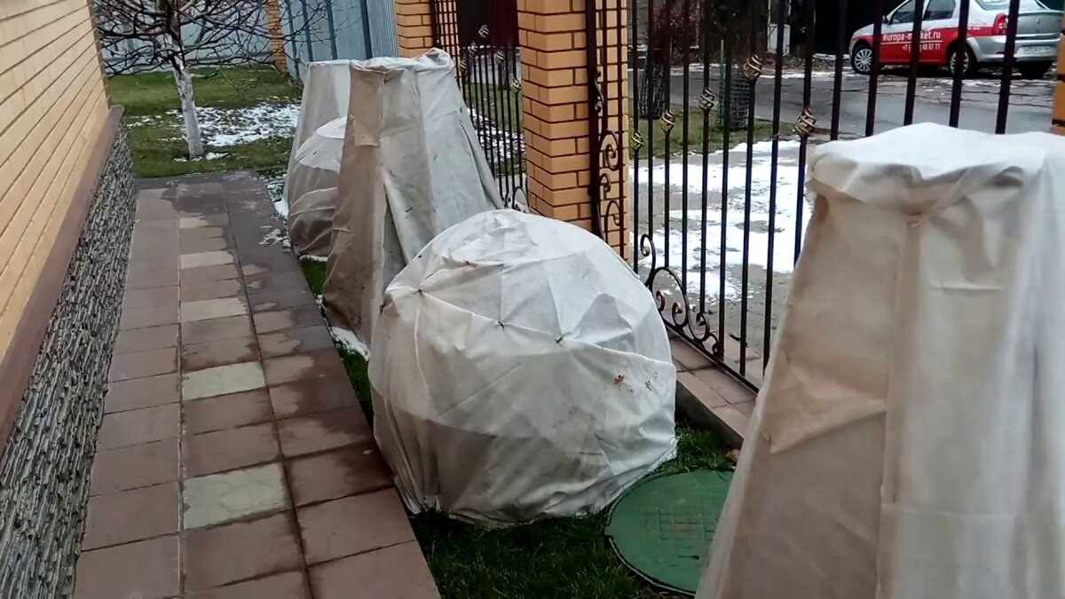 Как укрыть шаровидную тую на зиму фото
