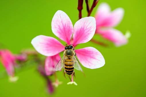 https://pixabay.com/ru/photos/%D0%BD%D0%B5%D0%BA%D1%80%D0%BE%D0%B7-%D0%B4%D0%B5%D0%BB%D0%BE-%D0%B8%D0%B3%D0%BB%D1%8B-%D0%BF%D0%BB%D0%B0%D0%BC%D0%B5%D0%BD%D0%B8-%D1%86%D0%B2%D0%B5%D1%82%D0%BE%D0%BA-4517259/