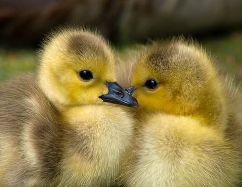 https://www.pexels.com/photo/animal-baby-beak-bird-157465/