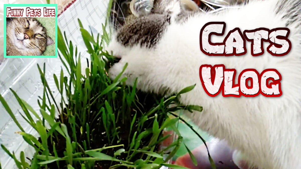 Вкусно наверное))