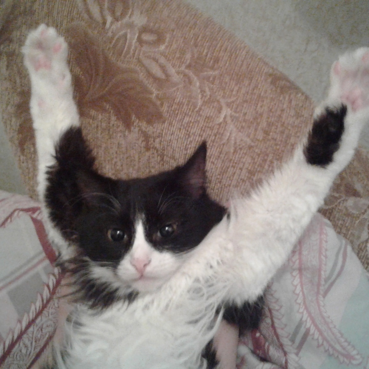 кот Василий