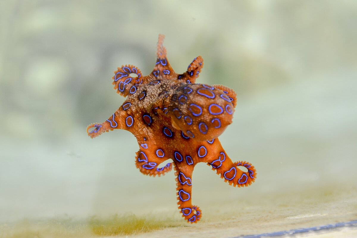 https://cdn.pixabay.com/photo/2017/06/18/03/10/blue-ringed-octopus-2414408_1280.jpg