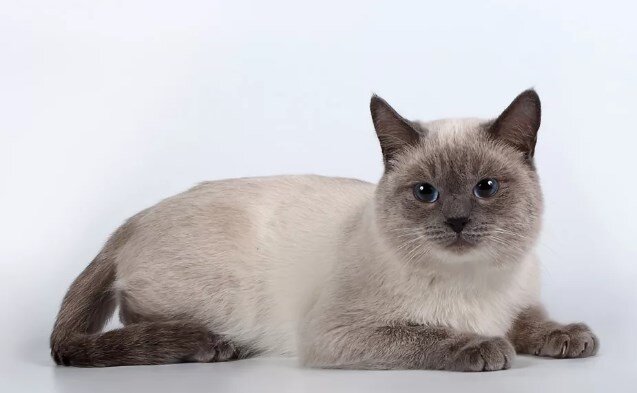 Тайская кошка