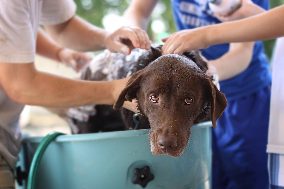 https://cdn.pixabay.com/photo/2019/04/13/18/05/dog-wash-4125187_960_720.jpg