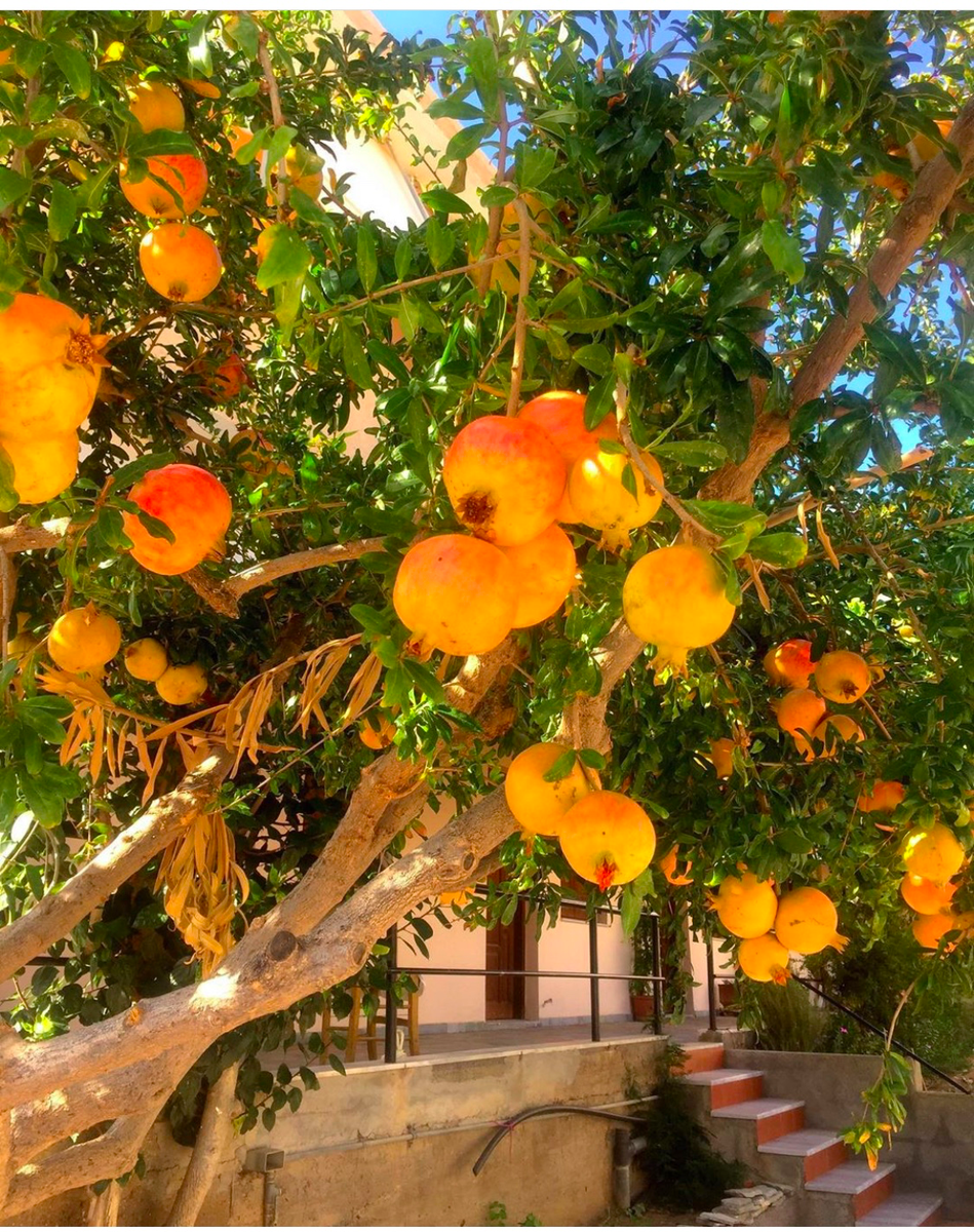 Вкуснейшие гранаты прямо с дерева