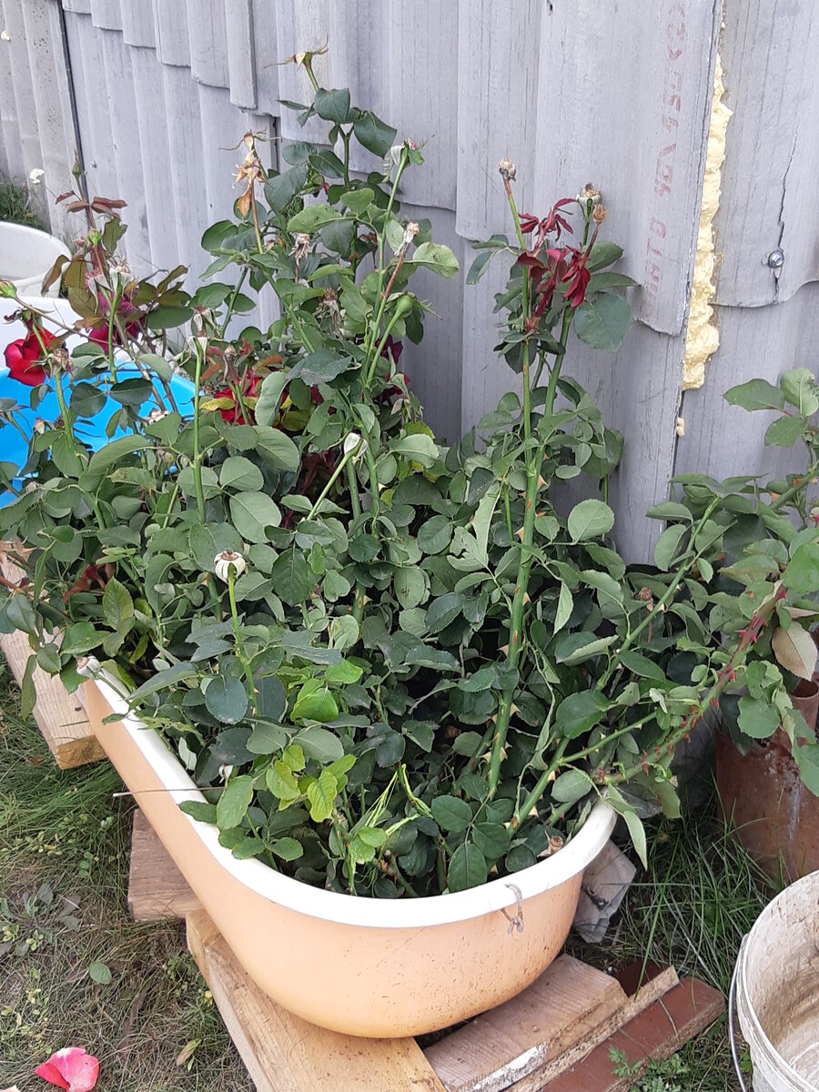 Это только красные розы. Пока все просто срезано.