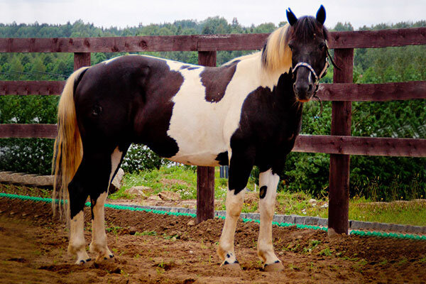 Фото из частной коллекции