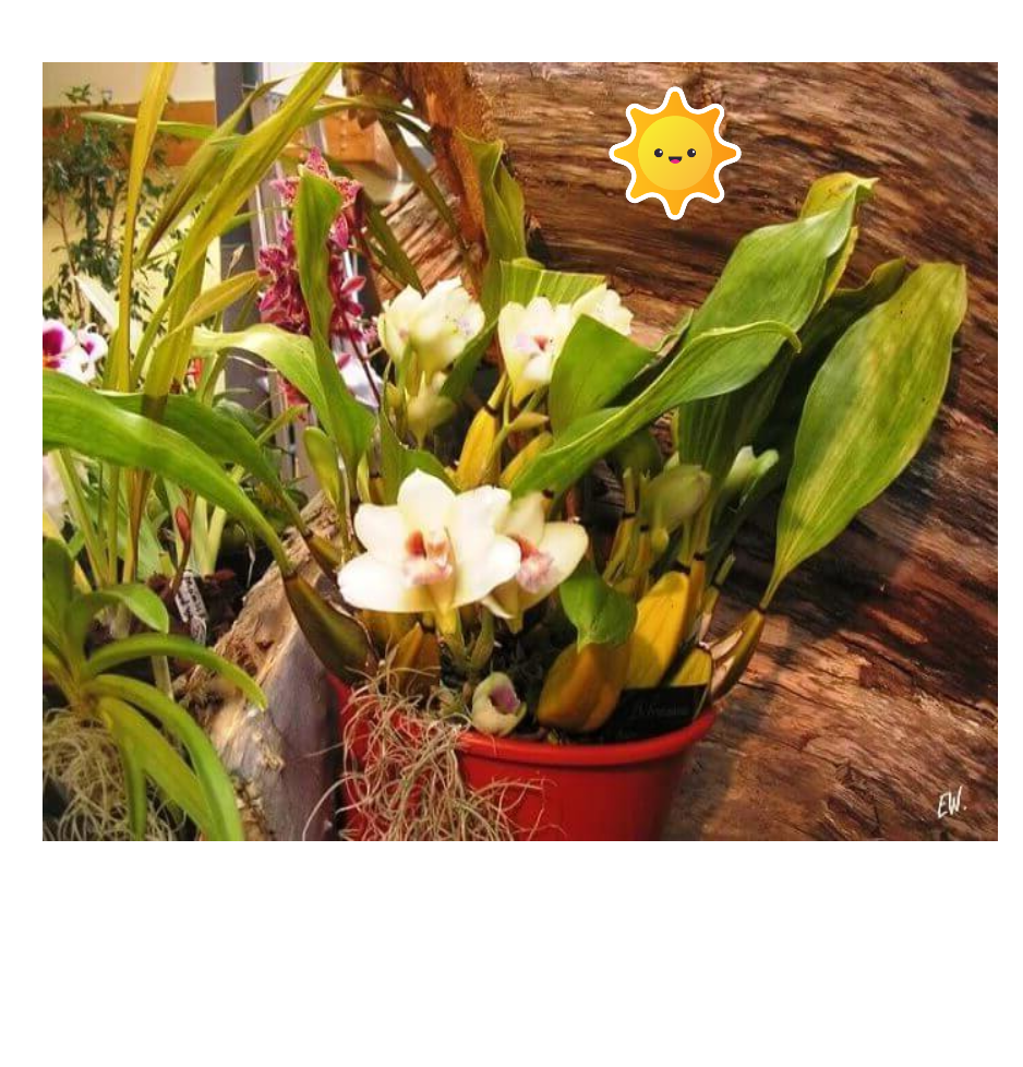 Бифренарии. Подвид Орхидей.