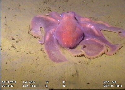 Осьминог (Enteroctopus dofleini).