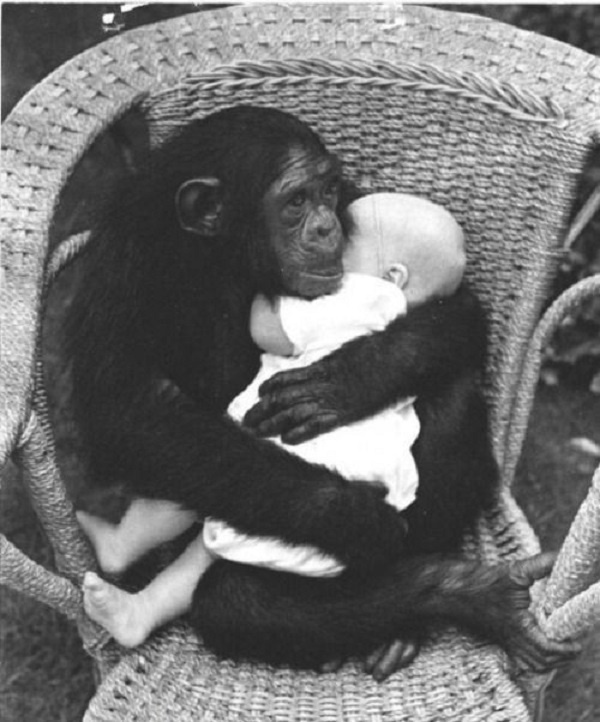 Шимпанзе-няня обнимает младенца

Original: http://mtdata.ru/u25/photoBAAA/20851890806-0/original.jpg#20851890806