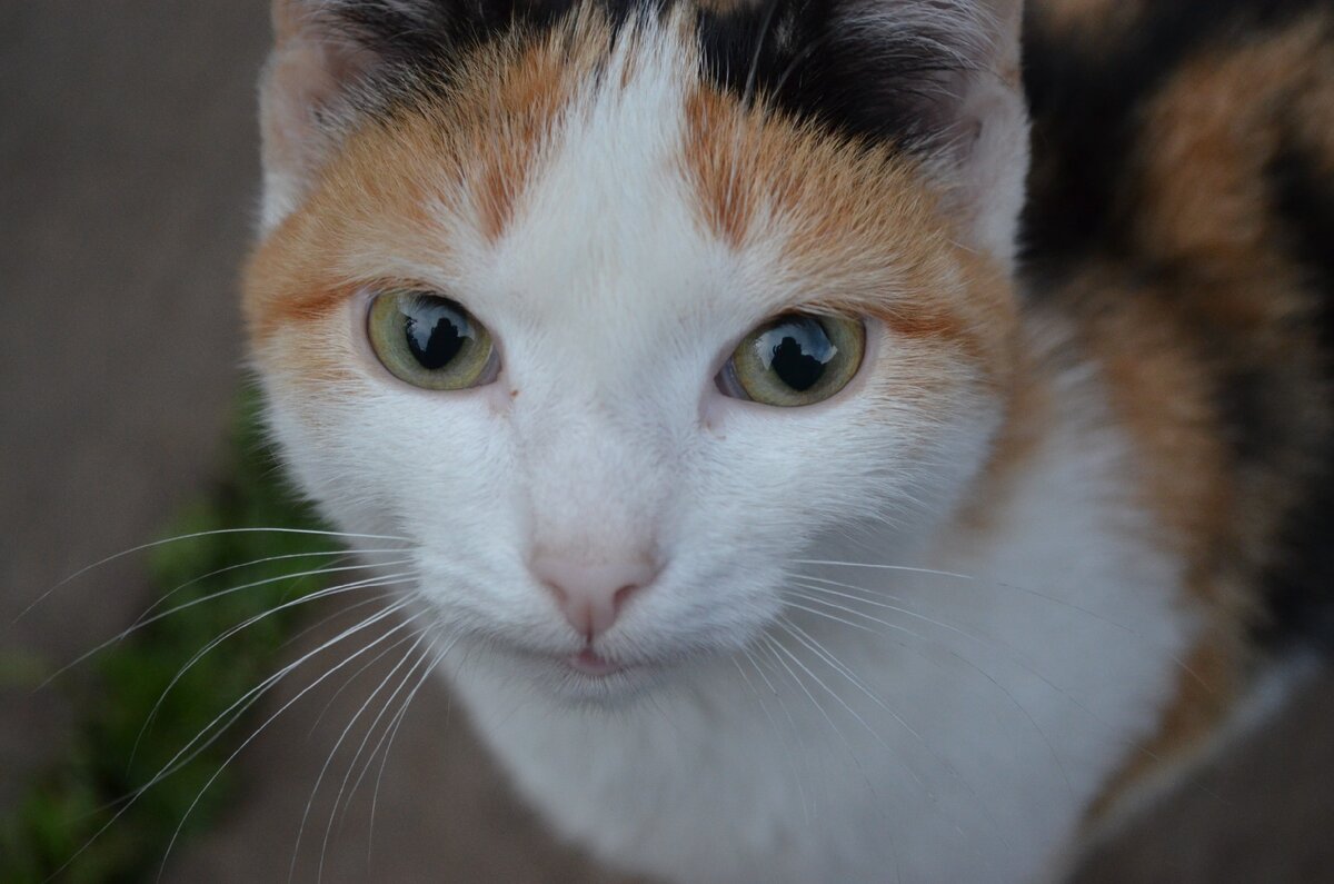 Одна деревенская алтайская кошка. Фото автора