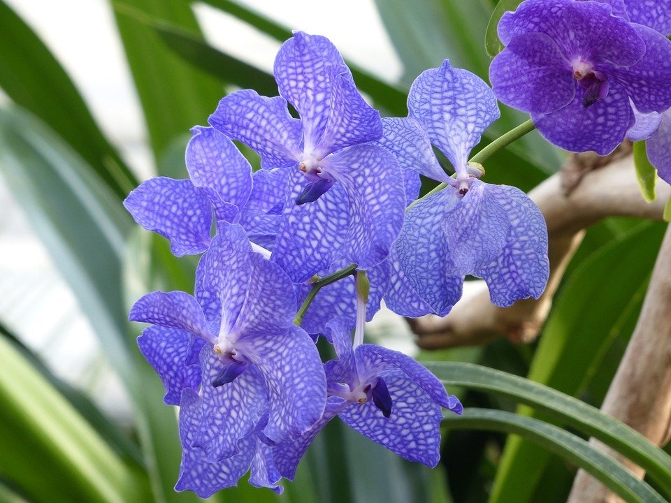 https://pixabay.com/photos/blue-vanda-orchid-orchid-blue-93624/