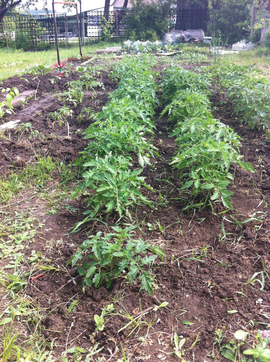 первая рассада помидор