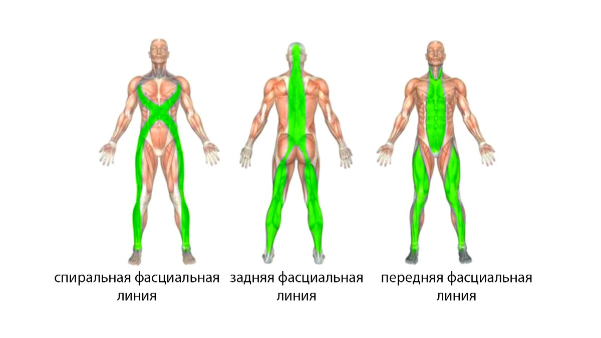 Фасции связывают все мышцы, внутренние органы в одну фасциальную сеть. Есть мышечно-фасциальные цепи (хорошо об этом написано у Томаса Майерса «Анатомические поезда»).