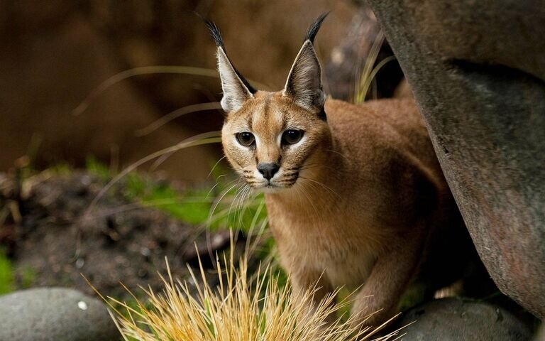 http://img.twilight3g.com/wallpapers/p2ls/animals/38/bbf4ec8312177035.jpg