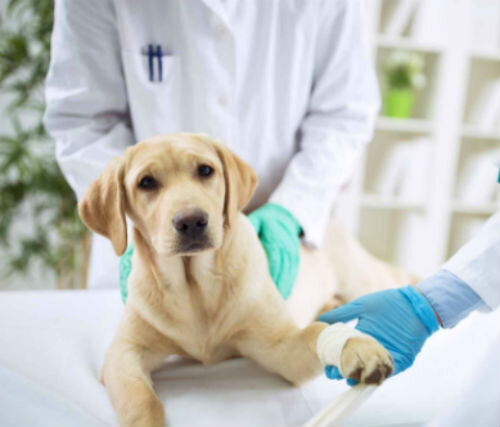 Лапароскопия для собак - преимущества и недостатки | Лапа помощи | Дзен