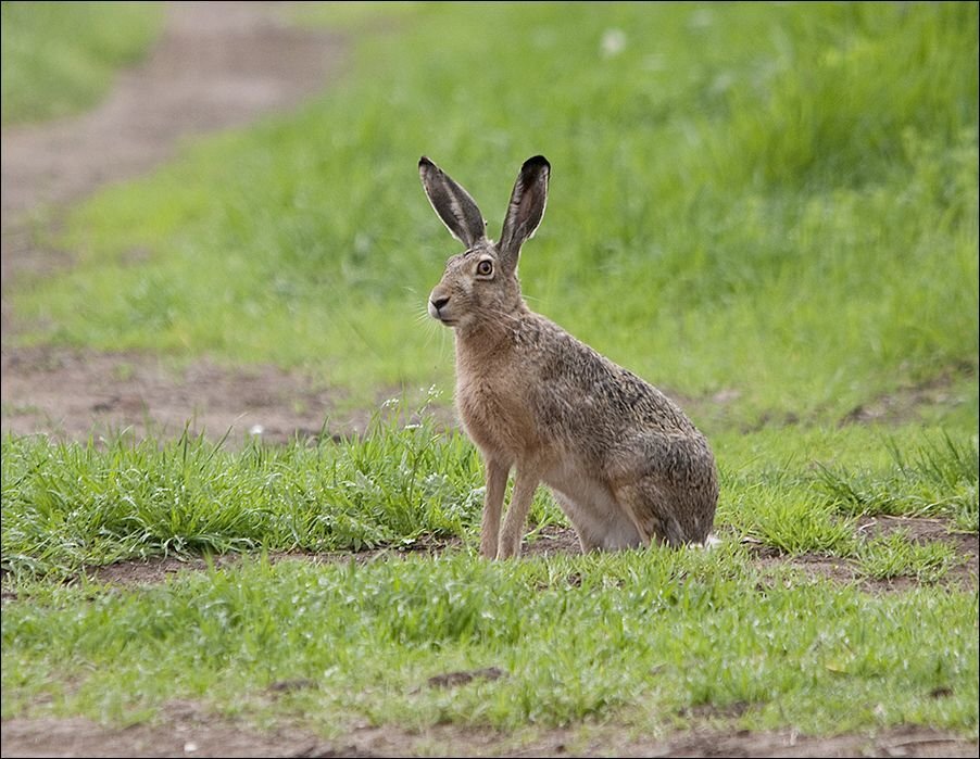 Сибирское прозвище зайца 5 букв. Заяц-Русак. Степной заяц Русак. Lepus europaeus (Pallas, 1778) - заяц-Русак. Заяц р.